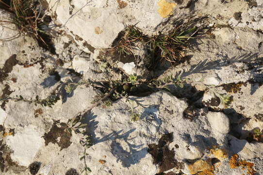 Image of Alyssum repens Baumg.