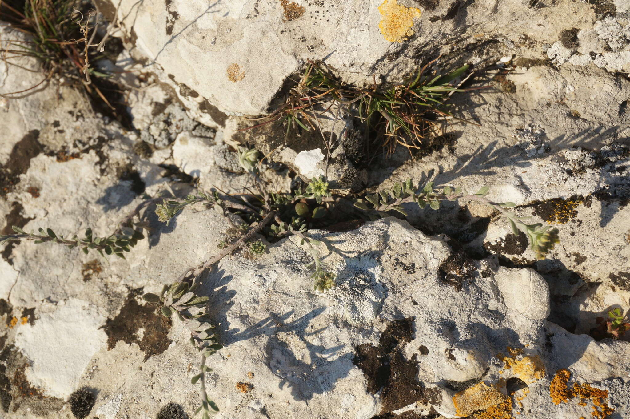 Image of Alyssum repens subsp. trichostachyum (Rupr.) Hayek