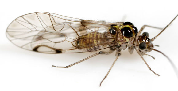 Image of <i>Teliapsocus conterminus</i> (Walsh 1863)