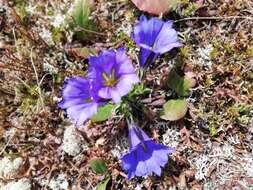 Image de Gentiana grandiflora Laxm.