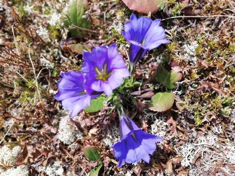 Image of Gentiana grandiflora Laxm.