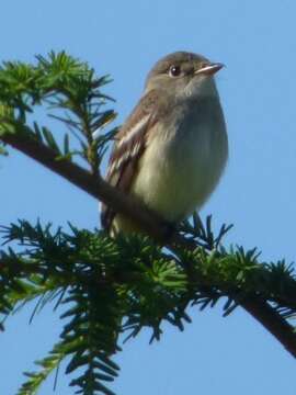 Image of Alder Flycatcher