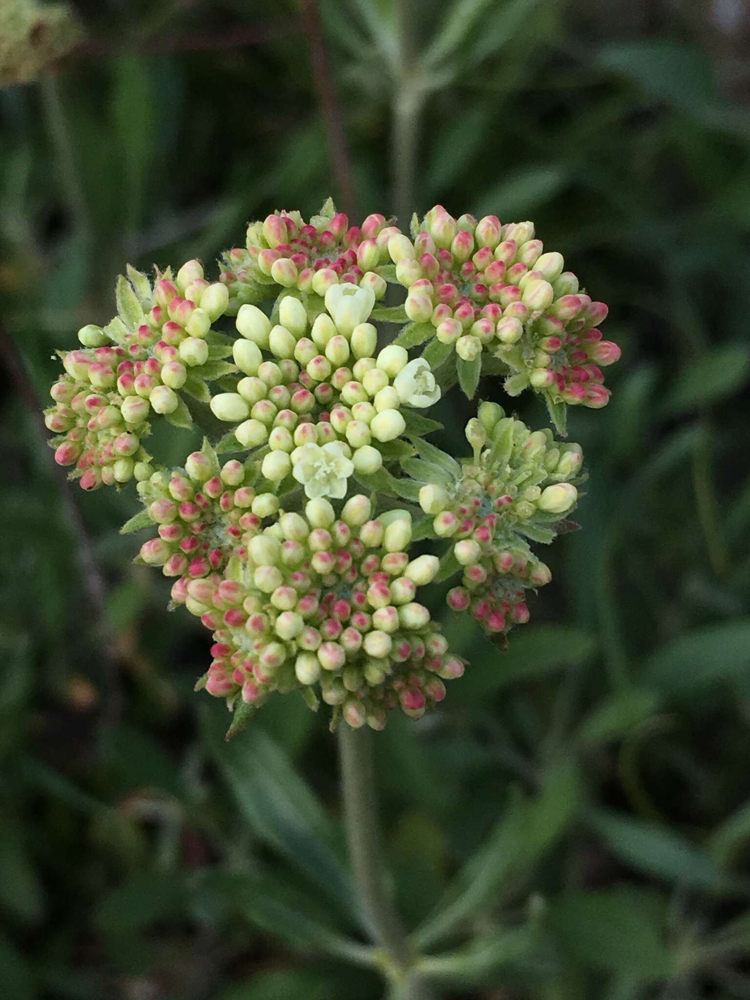 Image of parsnipflower buckwheat