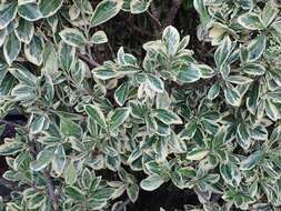 Image of Euonymus scale