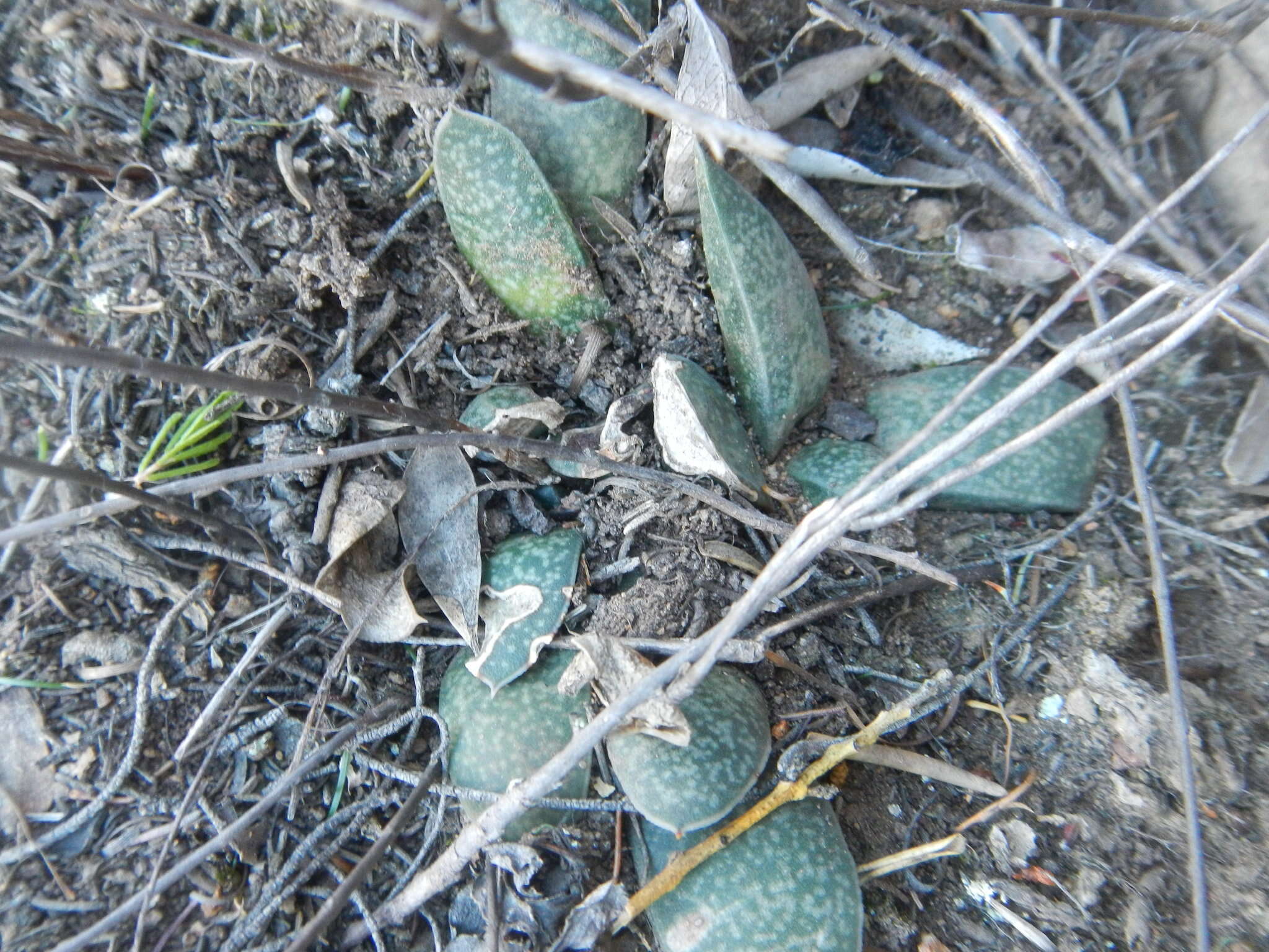 Image of Gasteria vlokii van Jaarsv.