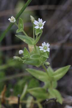 Image of beach starwort