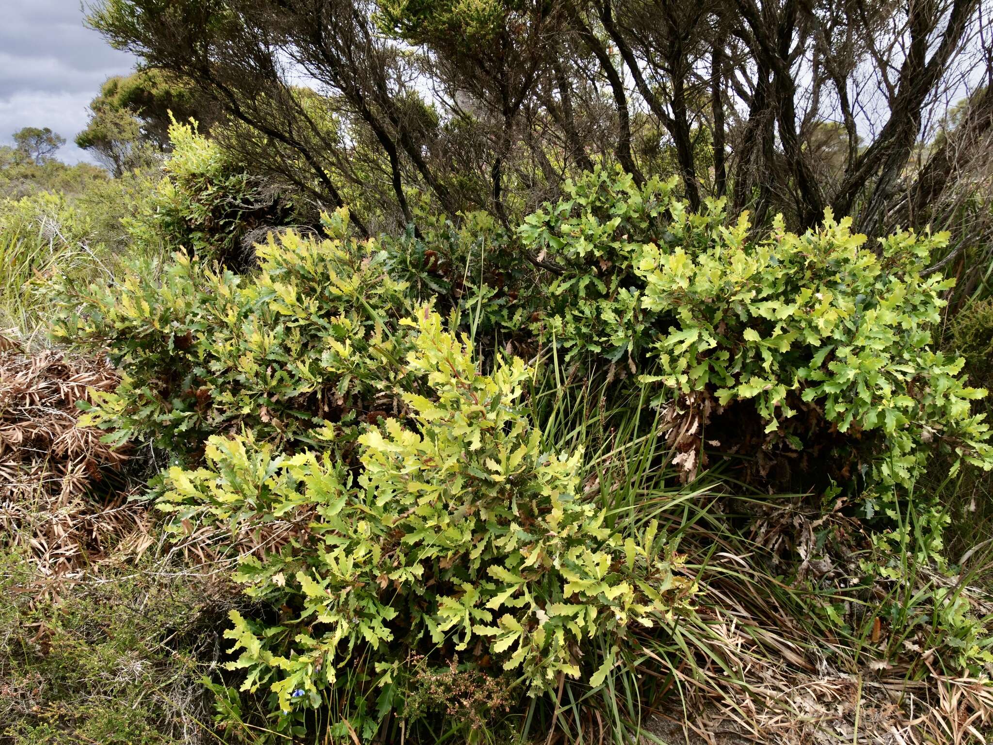 Image of Oak-leaved Banksia