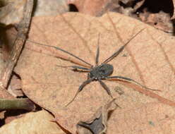 Image of <i>Metopilio hispidus</i>