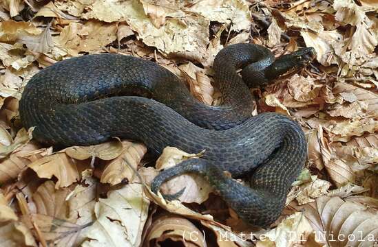 Image of Vipera aspis francisciredi Laurenti 1768