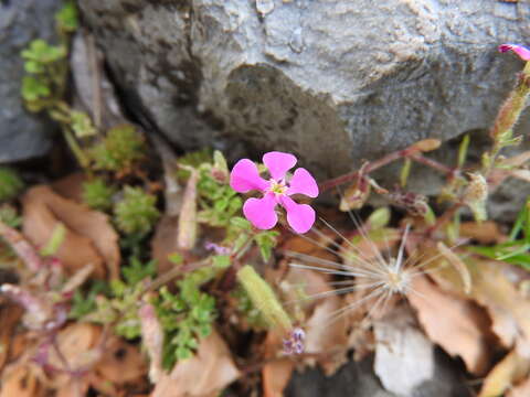 Imagem de Saponaria calabrica Guss.