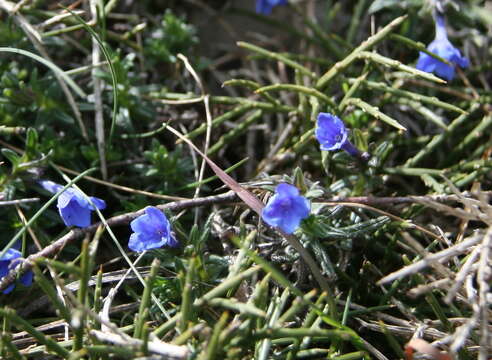 Glandora prostrata subsp. lusitanica (Samp.) D. C. Thomas resmi