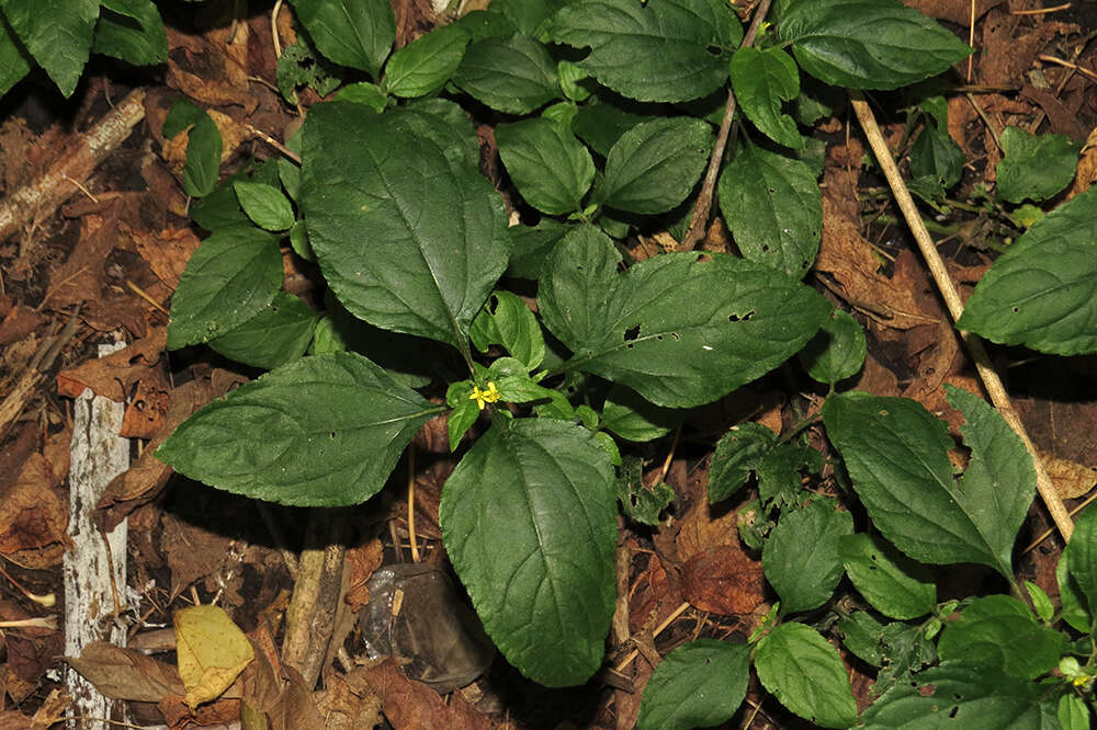 Image of Calyptocarpus brasiliensis (Nees & Mart.) B. L. Turner