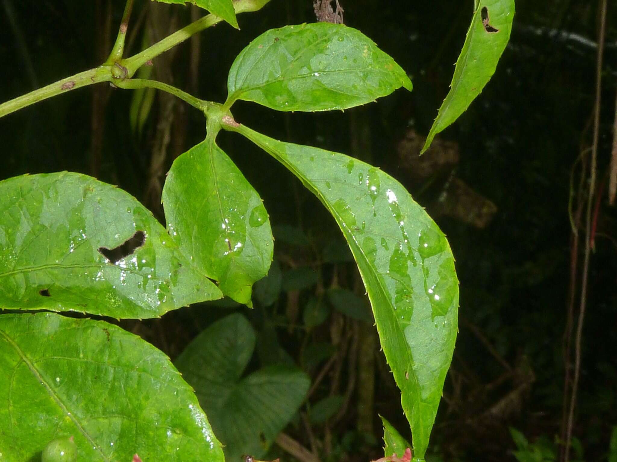 Image of Caro-de-Tres-Hojas