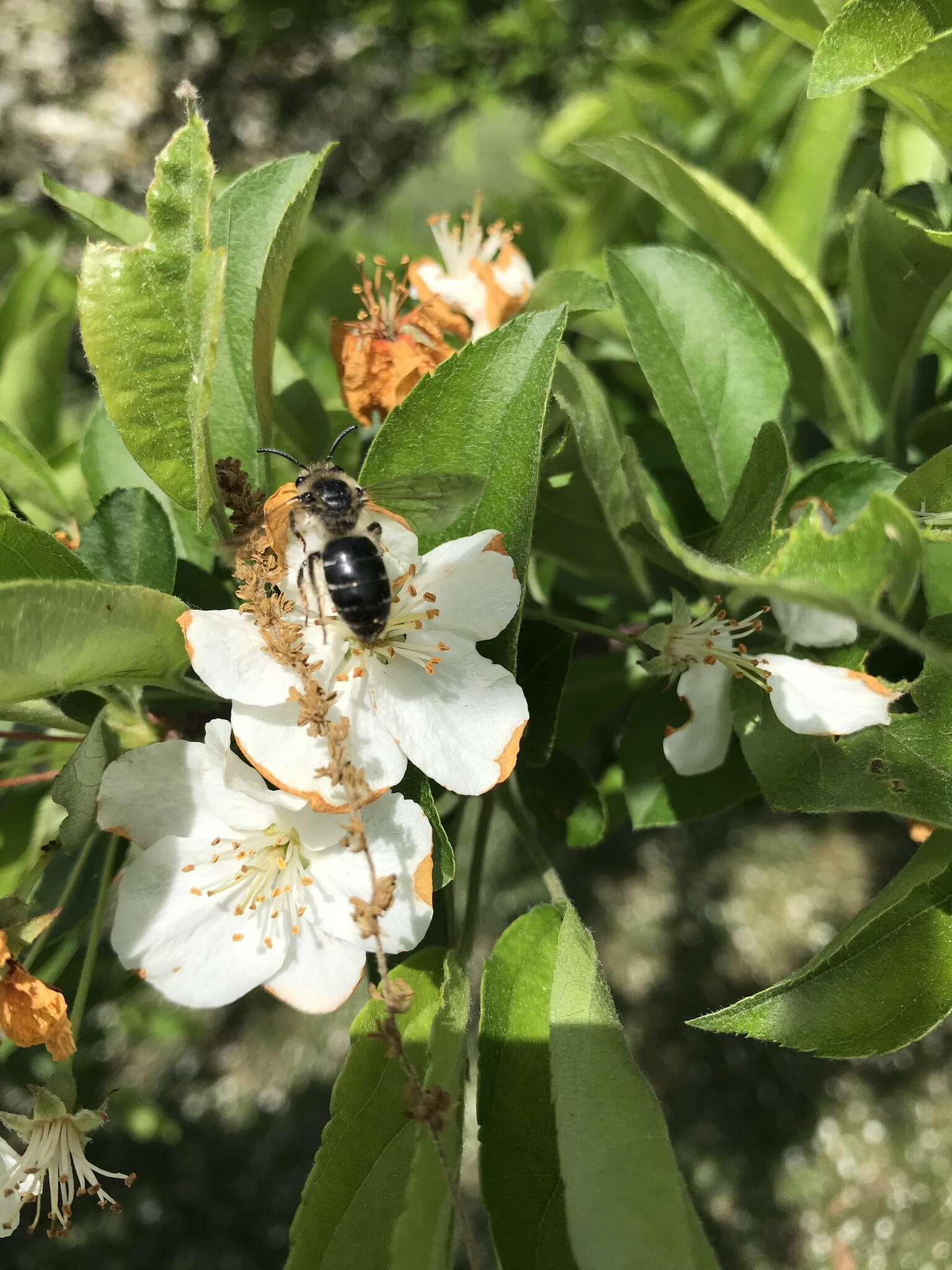 Sivun Colletes inaequalis Say 1837 kuva