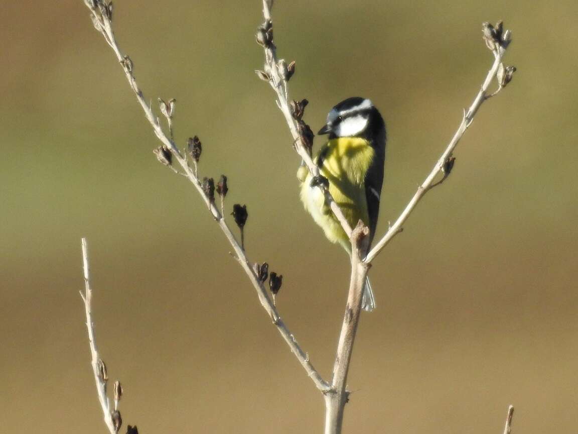 Image of African Blue Tit