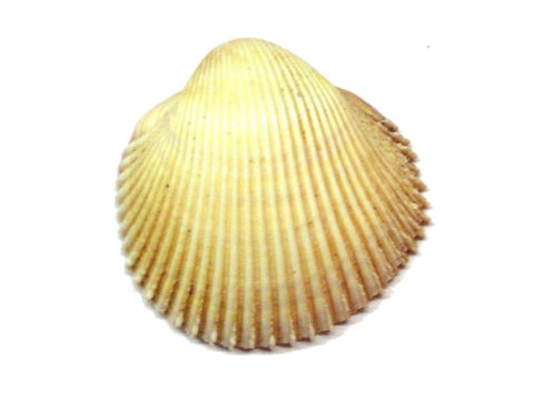 Image of <i>Cardium asiaticum</i>