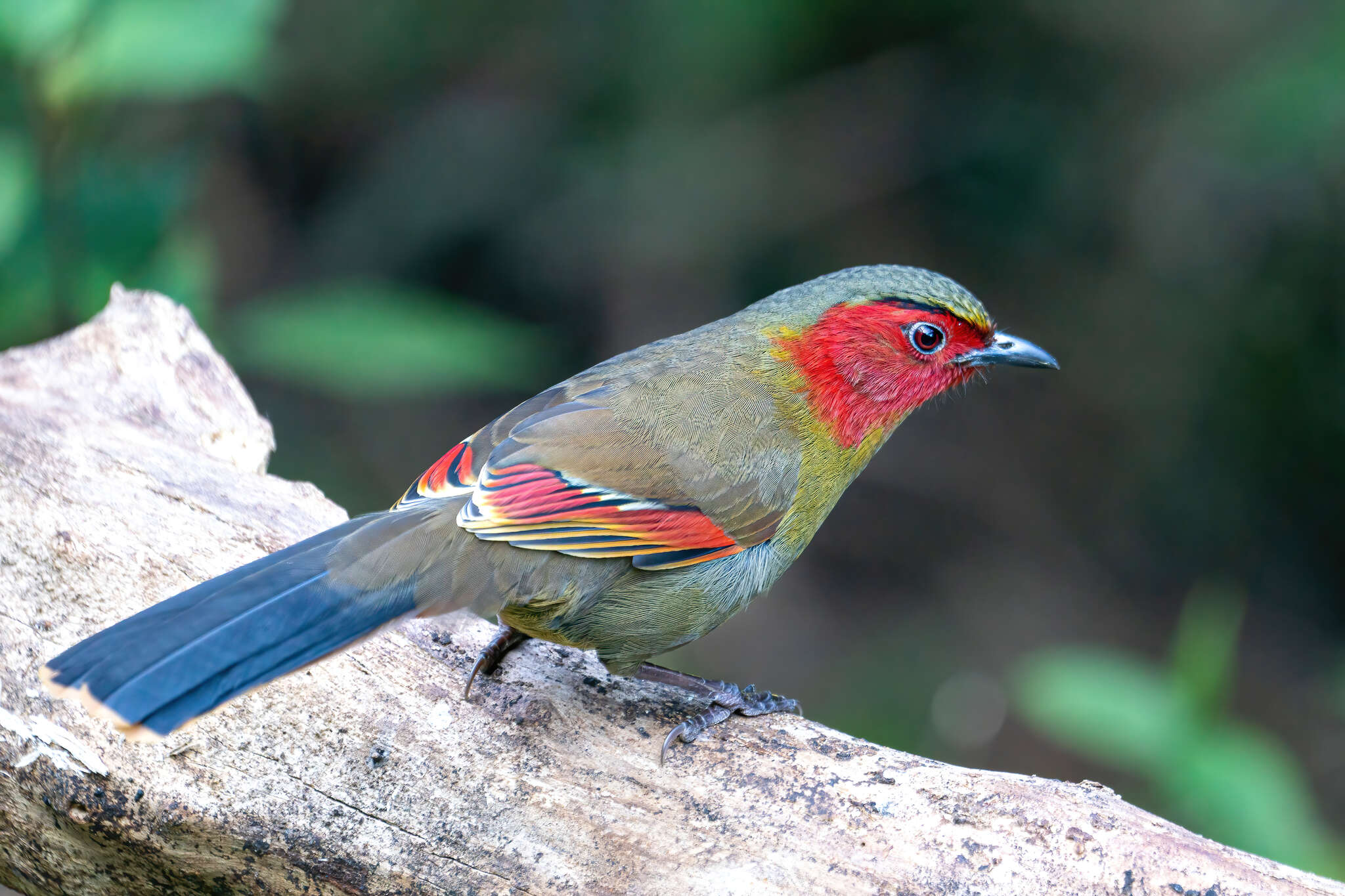 Image of Crimson-winged Liocichla