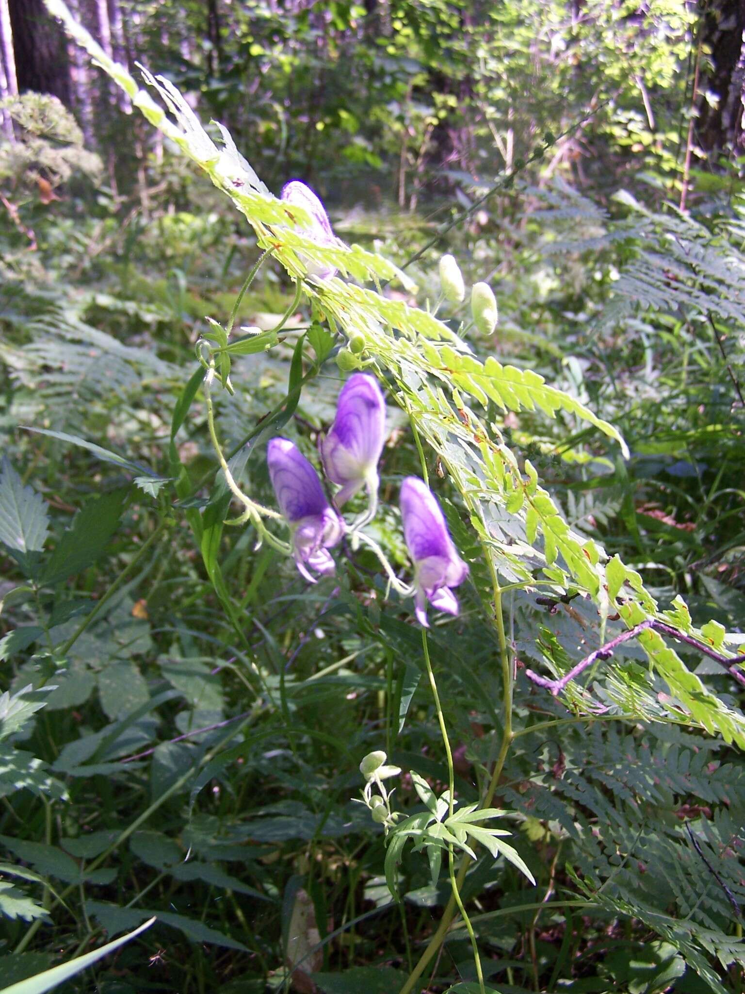 Aconitum volubile var. pubescens Regel的圖片