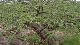 Image of Small-leaved star-chestnut