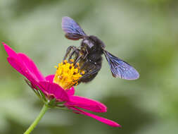 Image of Bombus pullatus Franklin 1913