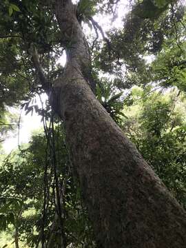 Слика од Lithocarpus shinsuiensis Hayata & Kaneh.