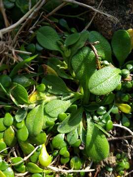 Image of Myosotis antarctica var. traillii Kirk