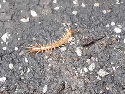 Image of Lithobius melanops Newport 1845