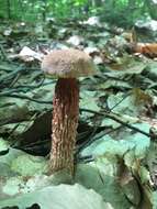 Image of Aureoboletus russellii (Frost) G. Wu & Zhu L. Yang 2016