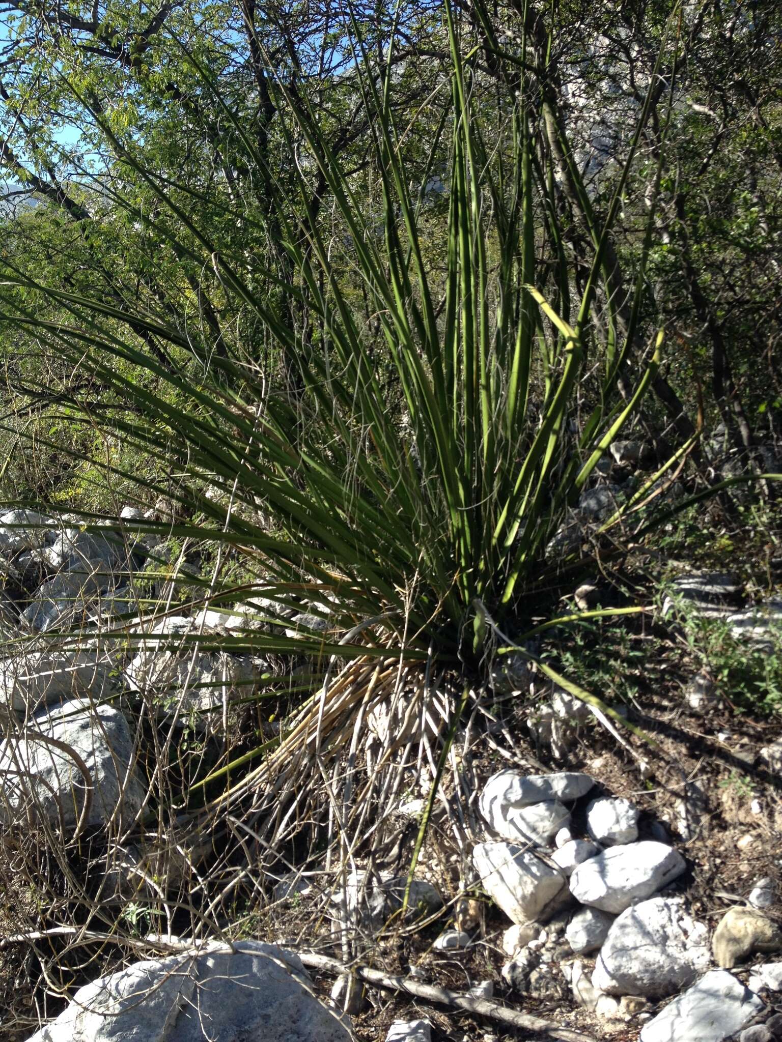 Image de Hesperaloe funifera (K. Koch) Trel.