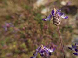 Image of <i>Coleus strobilifer</i>