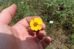 صورة Thelesperma flavodiscum (Shinners) B. L. Turner