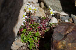 Imagem de Saxifraga praetermissa D. A. Webb