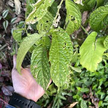 Image of Elatostema oblongifolium Fu