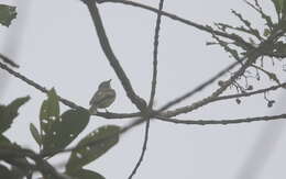 Image of Yellow-margined Flatbill