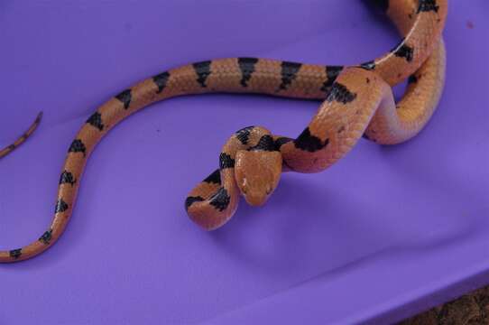 Image of Common Tiger Snake