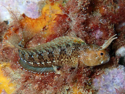 Image of Tentacled Blenny