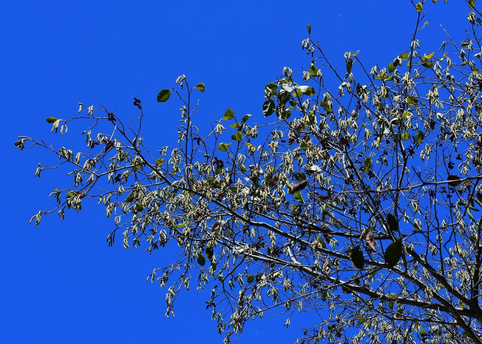 Image of Alnus acuminata subsp. arguta (Schltdl.) Furlow