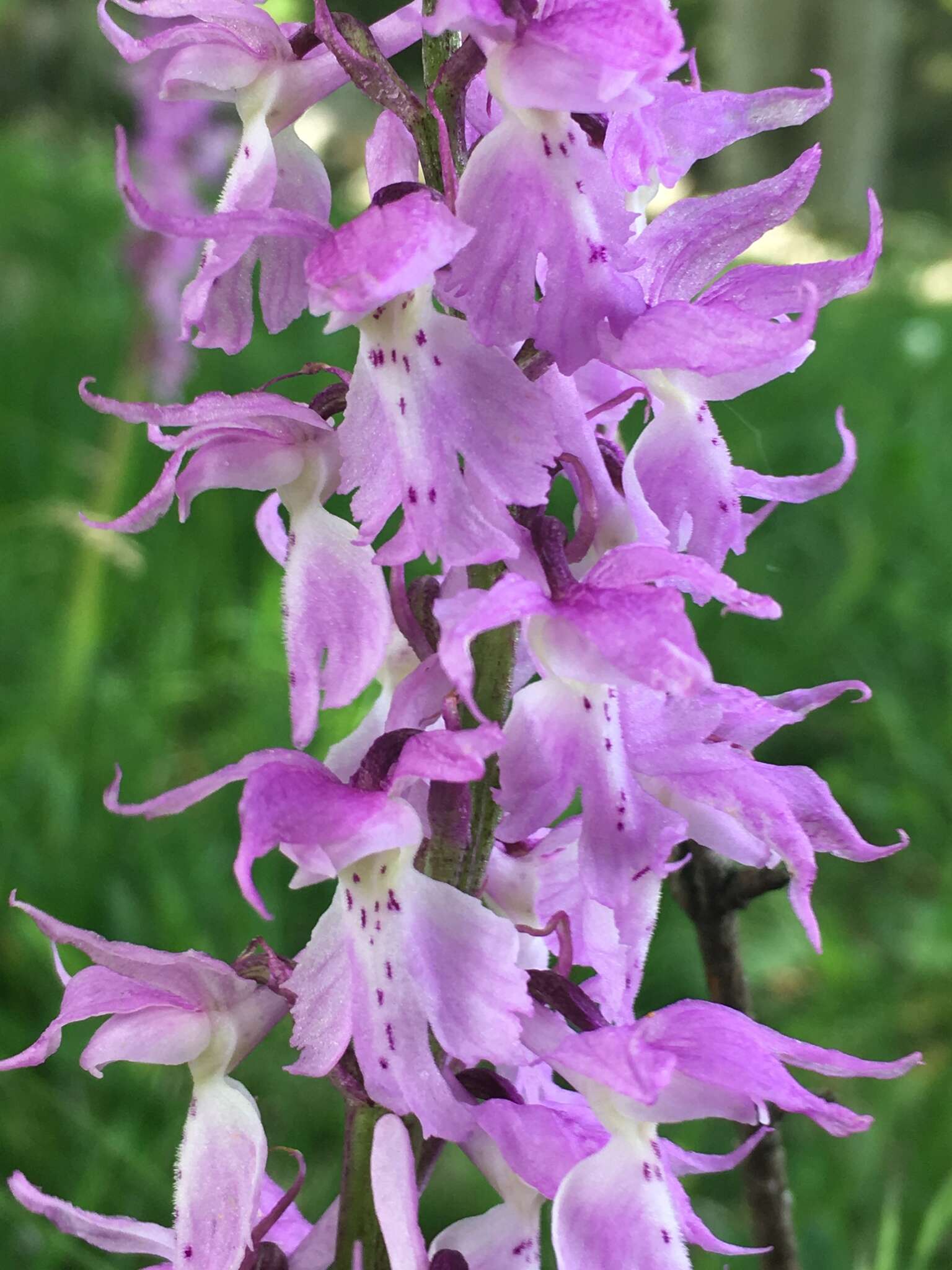 Image de Orchis mascula subsp. speciosa (Mutel) Hegi