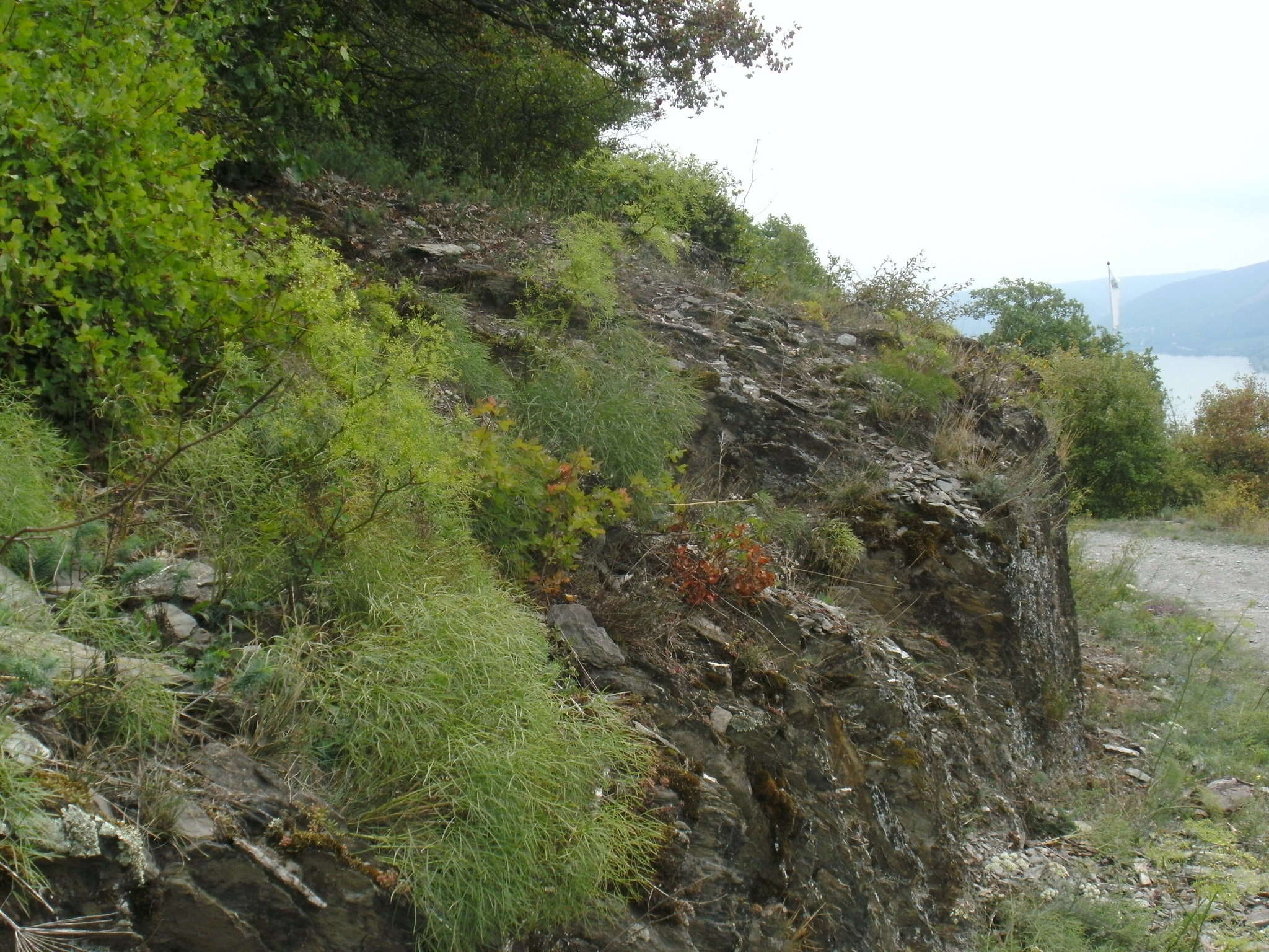 Слика од Peucedanum officinale L.