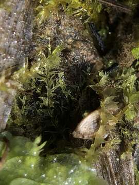 Lophocolea bispinosa (Hook. fil. & Taylor) Gottsche, Lindenb. & Nees的圖片