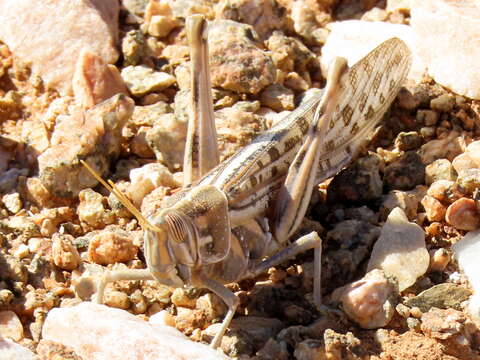 Schistocerca gregaria flaviventris (Burmeister & H. 1838) resmi