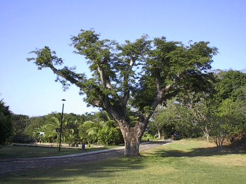 Image of <i>Harvardia palens</i>