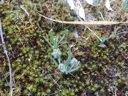 Image of Plantago bellardii All.