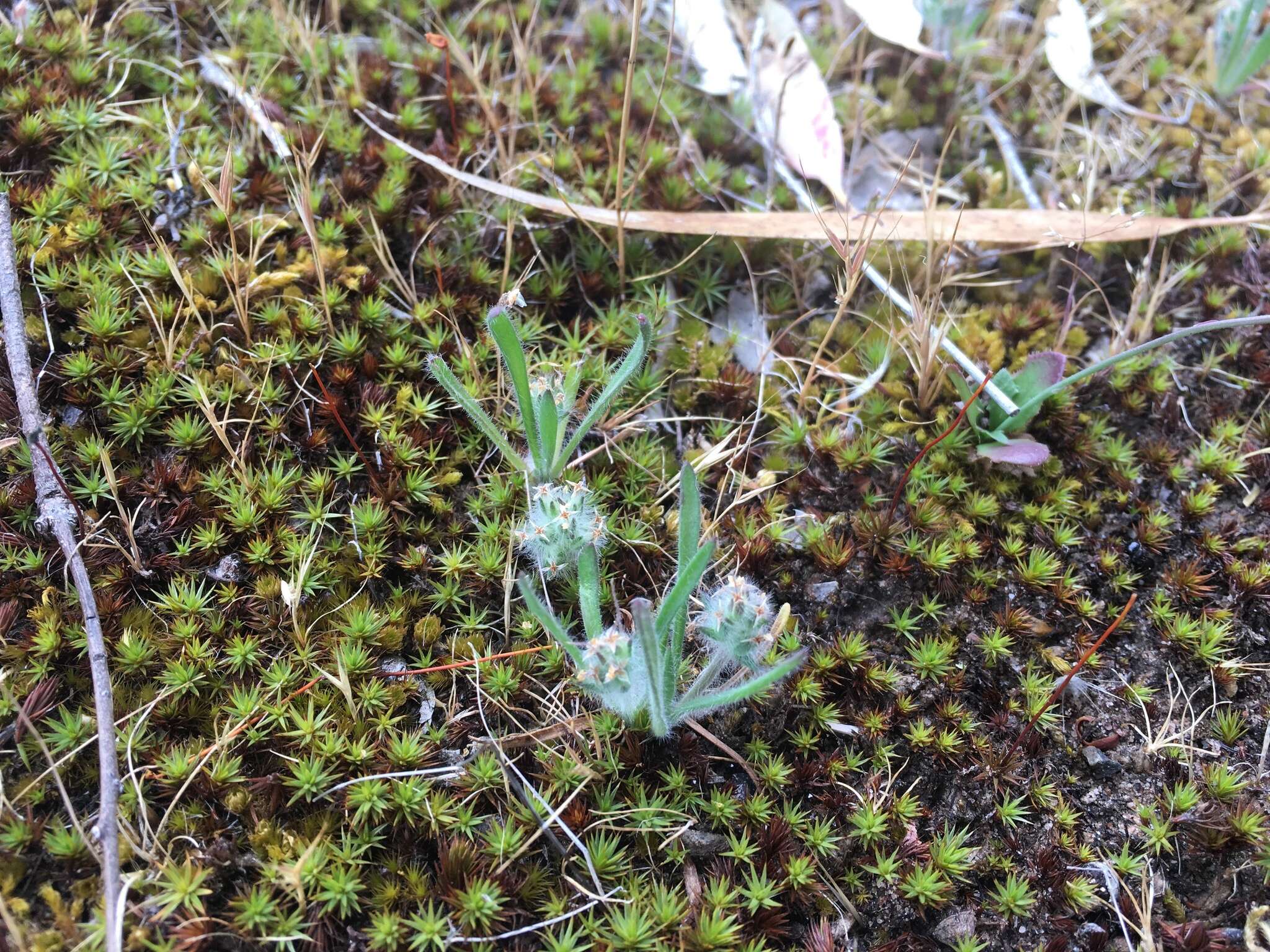 Image of Plantago bellardii All.