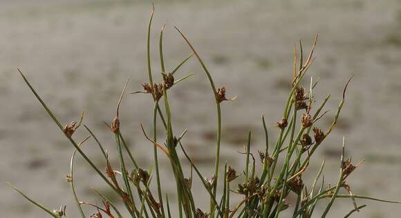 Image of Cyperus pannonicus Jacq.