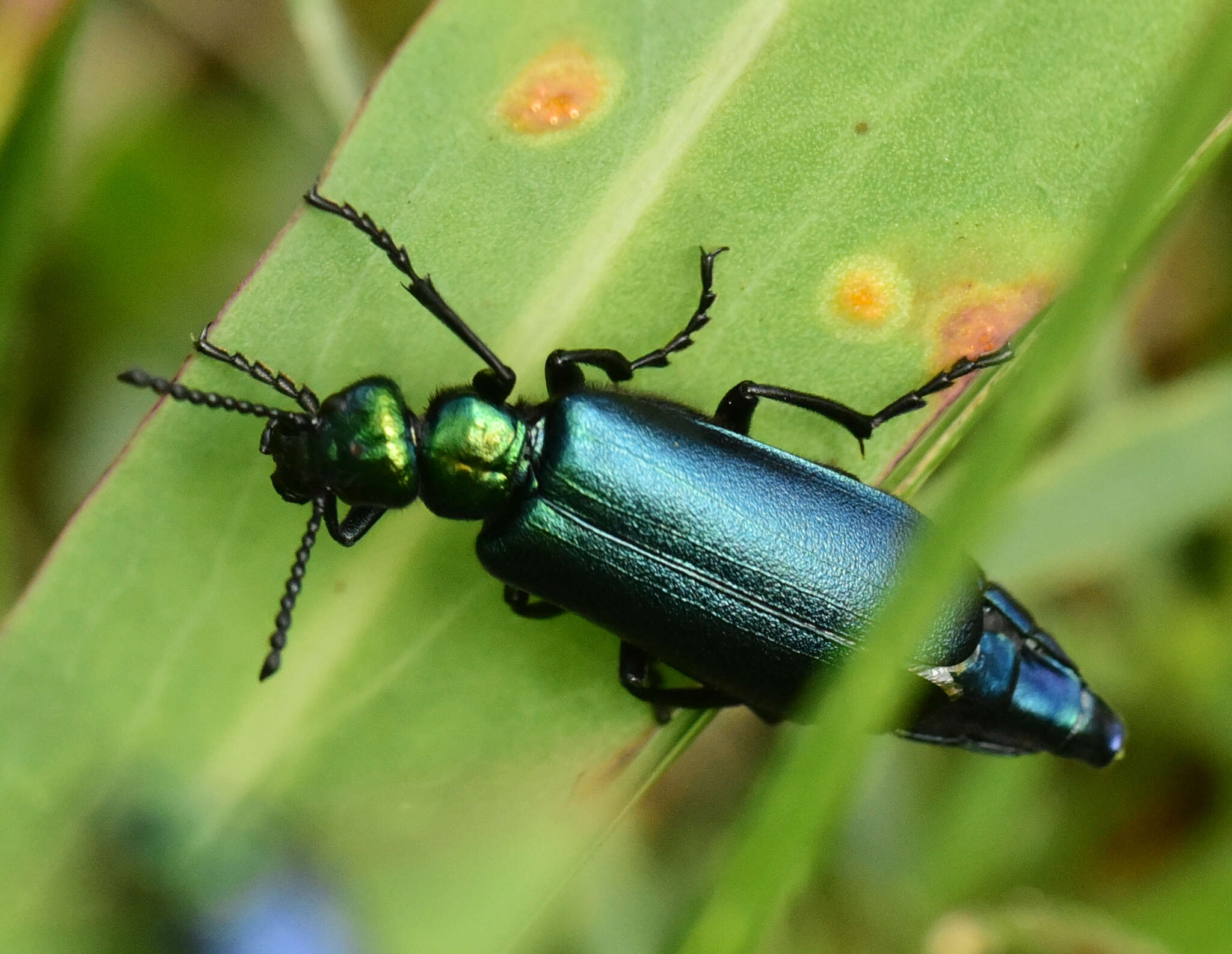 Image of Lytta (Poreopasta) cyanipennis (Le Conte 1851)