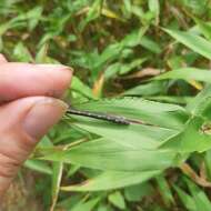 Image of Riverine Clubtail