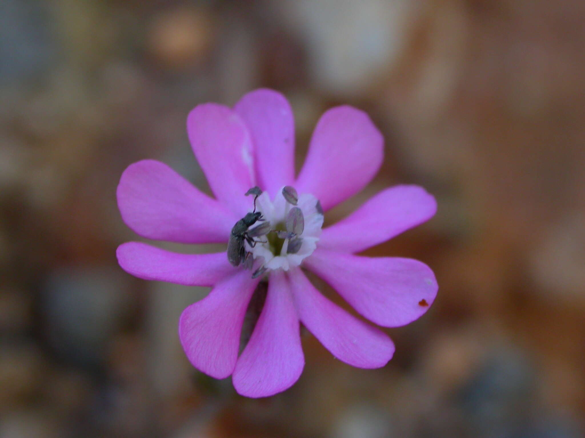 Imagem de Silene colorata subsp. colorata