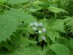 Image of Diphylleia grayi F. Schmidt