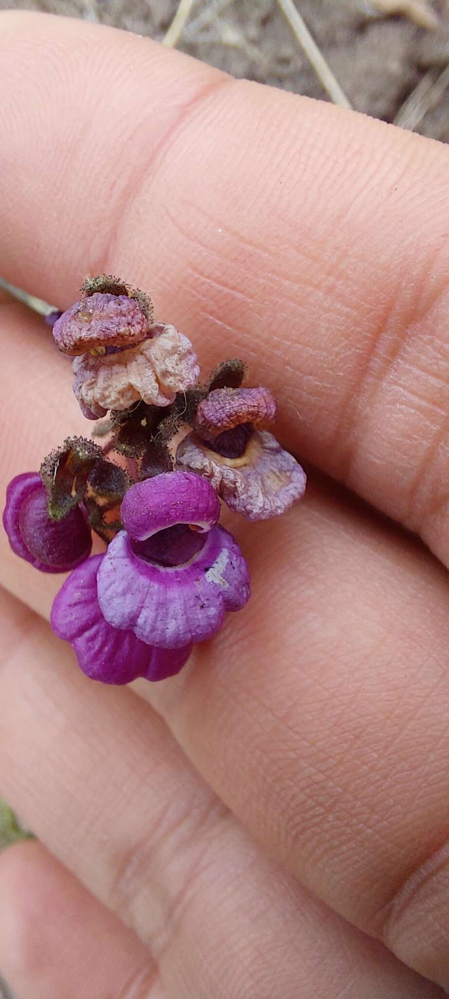 Image of Calceolaria purpurea R. Grah.